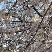 ヒメ日記 2026/04/04 22:27 投稿 高畑まり アラフォーna奥様 アラフィフna奥様（埼玉ハレ系）