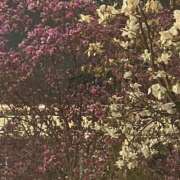 ヒメ日記 2026/04/13 21:40 投稿 高畑まり アラフォーna奥様 アラフィフna奥様（埼玉ハレ系）