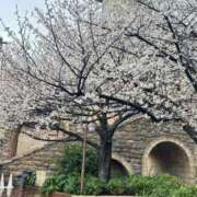 ヒメ日記 2026/03/30 09:45 投稿 小室みずき アラフォーna奥様 アラフィフna奥様（埼玉ハレ系）