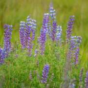 ヒメ日記 2025/12/28 23:33 投稿 高徳ひかり アラフォーna奥様 アラフィフna奥様（埼玉ハレ系）