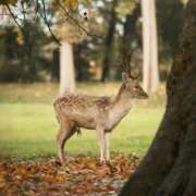 ヒメ日記 2025/12/31 09:06 投稿 高徳ひかり アラフォーna奥様 アラフィフna奥様（埼玉ハレ系）