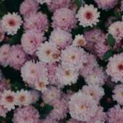 ヒメ日記 2026/02/01 09:05 投稿 高徳ひかり アラフォーna奥様 アラフィフna奥様（埼玉ハレ系）