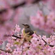 ヒメ日記 2026/03/15 07:32 投稿 高徳ひかり アラフォーna奥様 アラフィフna奥様（埼玉ハレ系）