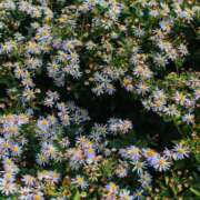 ヒメ日記 2026/03/21 09:21 投稿 高徳ひかり アラフォーna奥様 アラフィフna奥様（埼玉ハレ系）