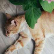 高徳ひかり おはようございます🍀 アラフォーna奥様 アラフィフna奥様（埼玉ハレ系）