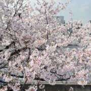 ヒメ日記 2026/03/30 16:01 投稿 秋山ひなた アラフォーna奥様 アラフィフna奥様（埼玉ハレ系）