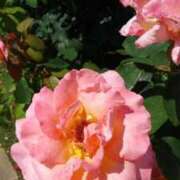 ヒメ日記 2025/12/17 00:58 投稿 朝日なつみ アラフォーna奥様 アラフィフna奥様（埼玉ハレ系）