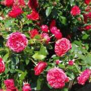 ヒメ日記 2026/01/20 15:21 投稿 朝日なつみ アラフォーna奥様 アラフィフna奥様（埼玉ハレ系）