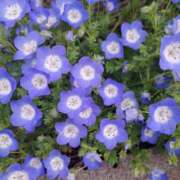 ヒメ日記 2026/04/29 23:38 投稿 朝日なつみ アラフォーna奥様 アラフィフna奥様（埼玉ハレ系）