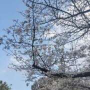 ヒメ日記 2026/04/02 05:42 投稿 藤田さやか アラフォーna奥様 アラフィフna奥様（埼玉ハレ系）