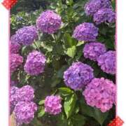 ヒメ日記 2025/06/22 08:23 投稿 七尾あずさ アラフォーna奥様 アラフィフna奥様（埼玉ハレ系）