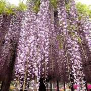 ヒメ日記 2026/04/22 22:34 投稿 七尾あずさ アラフォーna奥様 アラフィフna奥様（埼玉ハレ系）