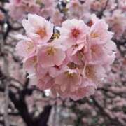 ヒメ日記 2025/03/13 16:04 投稿 伊波しゅり アラフォーna奥様 アラフィフna奥様（埼玉ハレ系）