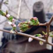 ヒメ日記 2025/03/25 19:18 投稿 伊波しゅり アラフォーna奥様 アラフィフna奥様（埼玉ハレ系）