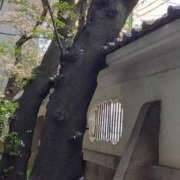 ヒメ日記 2025/04/07 18:13 投稿 伊波しゅり アラフォーna奥様 アラフィフna奥様（埼玉ハレ系）