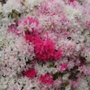 ヒメ日記 2025/04/24 14:27 投稿 伊波しゅり アラフォーna奥様 アラフィフna奥様（埼玉ハレ系）