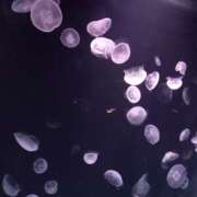 ヒメ日記 2025/08/17 16:37 投稿 伊波しゅり アラフォーna奥様 アラフィフna奥様（埼玉ハレ系）