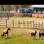 ヒメ日記 2025/11/10 20:48 投稿 伊波しゅり アラフォーna奥様 アラフィフna奥様（埼玉ハレ系）