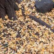 ヒメ日記 2025/11/24 15:29 投稿 伊波しゅり アラフォーna奥様 アラフィフna奥様（埼玉ハレ系）