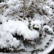 ヒメ日記 2026/02/08 11:36 投稿 伊波しゅり アラフォーna奥様 アラフィフna奥様（埼玉ハレ系）