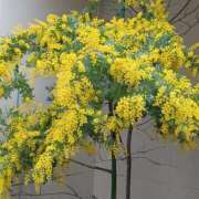 ヒメ日記 2026/03/02 15:32 投稿 伊波しゅり アラフォーna奥様 アラフィフna奥様（埼玉ハレ系）