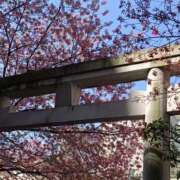 伊波しゅり 春の景色🌸 アラフォーna奥様 アラフィフna奥様（埼玉ハレ系）