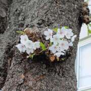 ヒメ日記 2026/03/30 11:07 投稿 伊波しゅり アラフォーna奥様 アラフィフna奥様（埼玉ハレ系）