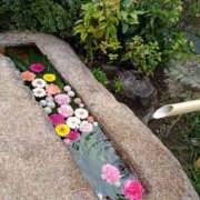 ヒメ日記 2026/04/05 12:02 投稿 伊波しゅり アラフォーna奥様 アラフィフna奥様（埼玉ハレ系）