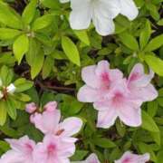 ヒメ日記 2026/04/14 11:12 投稿 伊波しゅり アラフォーna奥様 アラフィフna奥様（埼玉ハレ系）