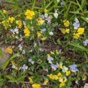 ヒメ日記 2026/05/24 16:30 投稿 西野かえで アラフォーna奥様 アラフィフna奥様（埼玉ハレ系）