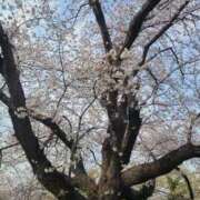 ヒメ日記 2026/04/02 17:27 投稿 福永りほ アラフォーna奥様 アラフィフna奥様（埼玉ハレ系）