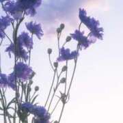 ヒメ日記 2025/04/24 14:51 投稿 伊藤かずみ アラフォーna奥様 アラフィフna奥様（埼玉ハレ系）