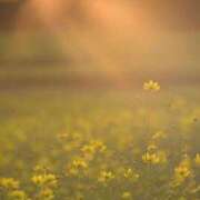 ヒメ日記 2025/09/03 07:54 投稿 伊藤かずみ アラフォーna奥様 アラフィフna奥様（埼玉ハレ系）