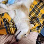 ヒメ日記 2026/01/16 06:57 投稿 茜そら アラフォーna奥様 アラフィフna奥様（埼玉ハレ系）