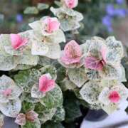 ヒメ日記 2026/02/17 12:01 投稿 茜そら アラフォーna奥様 アラフィフna奥様（埼玉ハレ系）