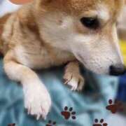 ヒメ日記 2026/03/17 06:19 投稿 茜そら アラフォーna奥様 アラフィフna奥様（埼玉ハレ系）