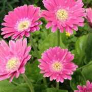 ヒメ日記 2026/03/30 09:50 投稿 茜そら アラフォーna奥様 アラフィフna奥様（埼玉ハレ系）