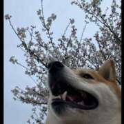 ヒメ日記 2026/04/02 20:59 投稿 茜そら アラフォーna奥様 アラフィフna奥様（埼玉ハレ系）