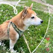 ヒメ日記 2026/07/31 06:21 投稿 茜そら アラフォーna奥様 アラフィフna奥様（埼玉ハレ系）
