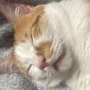 ヒメ日記 2025/06/15 00:01 投稿 しゅり 久喜鷲宮ちゃんこ