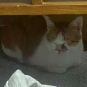 ヒメ日記 2025/06/25 15:21 投稿 しゅり 久喜鷲宮ちゃんこ