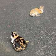 ヒメ日記 2025/08/01 20:51 投稿 しゅり 久喜鷲宮ちゃんこ