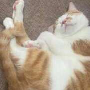 ヒメ日記 2025/09/30 05:31 投稿 しゅり 久喜鷲宮ちゃんこ