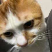 ヒメ日記 2025/11/05 03:01 投稿 しゅり 久喜鷲宮ちゃんこ