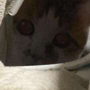 ヒメ日記 2025/11/13 23:51 投稿 しゅり 久喜鷲宮ちゃんこ