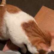 ヒメ日記 2025/12/11 18:02 投稿 しゅり 久喜鷲宮ちゃんこ