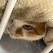 ヒメ日記 2026/02/11 13:31 投稿 しゅり 久喜鷲宮ちゃんこ