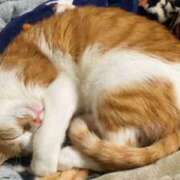 ヒメ日記 2026/04/13 15:41 投稿 しゅり 久喜鷲宮ちゃんこ