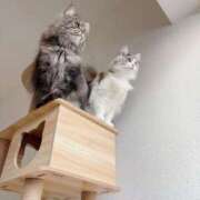 ヒメ日記 2025/01/31 14:17 投稿 ほのか マリン宮殿雄琴店