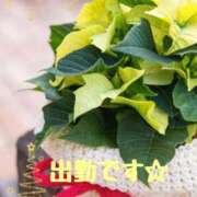 ヒメ日記 2024/12/17 13:06 投稿 ふみ 熟女の風俗アウトレット大垣安八羽島店